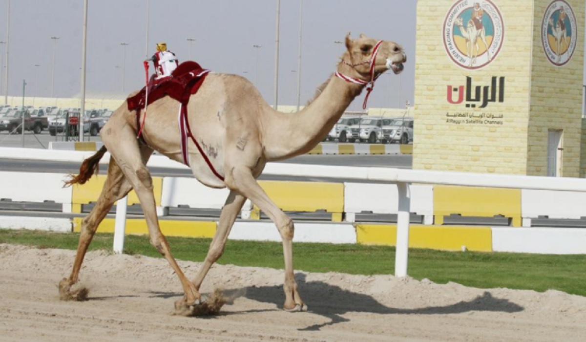 Camel racing competitions kick off in Qatar